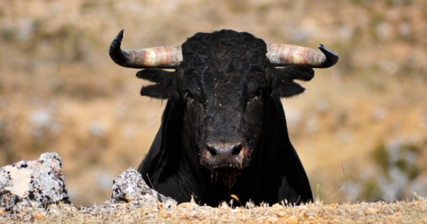 Cryptocurrency Market Surges to $365 Billion, Start of a Bull Rally?