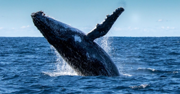 No Evidence Whales are Manipulating Bitcoin Price: Prominent Trader
