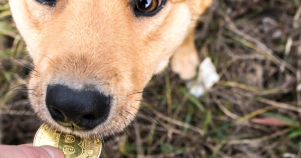 Latest Bitcoin Scam: Demanding Crypto to Return Lost Dog