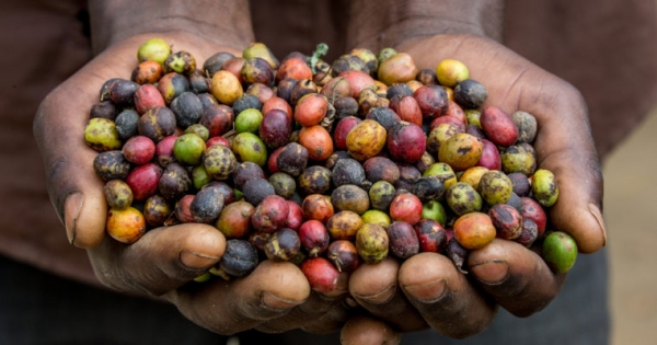 Cardano to Help Ethiopia Grow Coffee Using Blockchain Tech