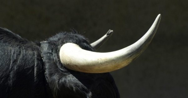 Investors Turn Bullish as Cryptocurrency Market adds $12 Billion 24 Hours