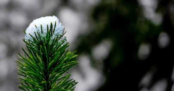 Zcash Successfully Activates Overwinter, the First ZEC Hard Fork