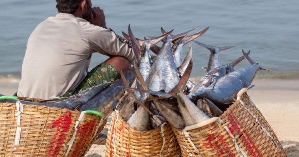 Indian State Kerala to Put Milk and Fish Supply Chains on a Blockchain