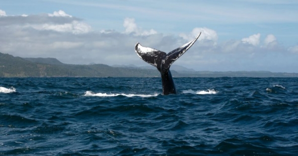 Sell-Off Incoming? Mysterious ‘Asian Whale’ Begins Funneling Bitcoins Back to Huobi