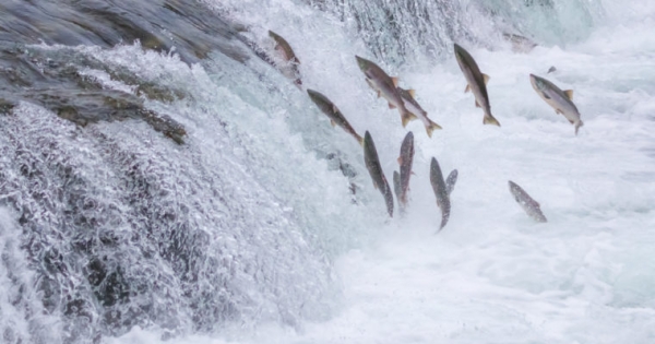 Bitcoin Price Leads Market Downturn, But Ethereum Classic Swims Upstream