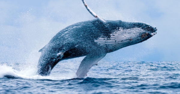 OTC is Much Larger Than Bitcoin Exchange Volume: Where Real Whales Trade