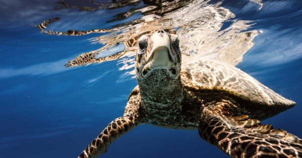 CryptoKitties Auctions $25k &lsquo;Honu Kitty&rsquo; Collectible to Fund Ocean Preservation