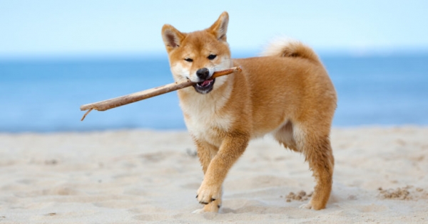 Dogecoin Recovers Losses, Rises More than 18 Percent