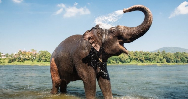 TransferGo Launches Instant Payments to India with Ripple Blockchain Tech