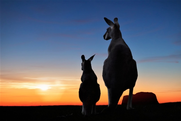 Australian State Eyes Broad Blockchain Adoption