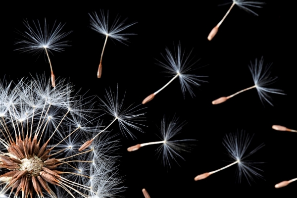 'A Brilliant Idea' for Bitcoin Finds its First Application in Zcoin
