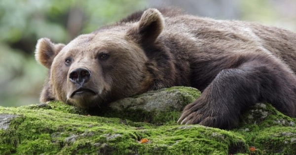 Bitcoin Price Intraday Analysis: BTC/USD Reverses from Bear Flag Top