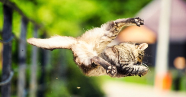 Bitcoin Price Bounces Back — Sustained Recovery or Dead Cat Bounce?