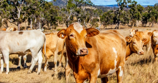 South Korea to Track Beef Through Entire Supply Chain on a Blockchain