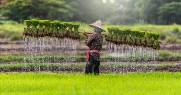 Oxfam Formally Launches Blockchain Platform for Rice Farmers in Cambodia