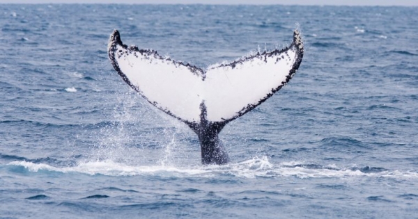 BitGo & Genesis Trading Want to Help Whales Avoid Crypto Exchanges