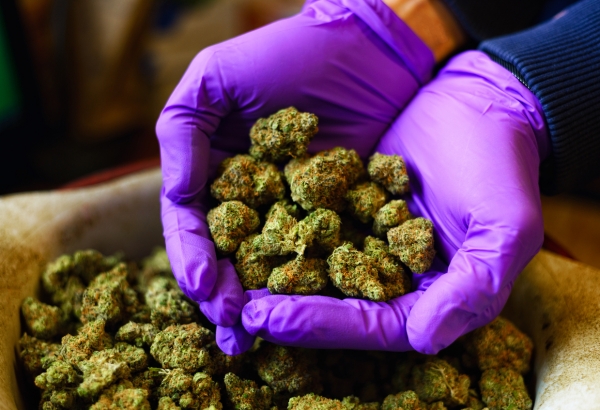 Why Did These Two Lawmakers Buy Marijuana with Stablecoin
