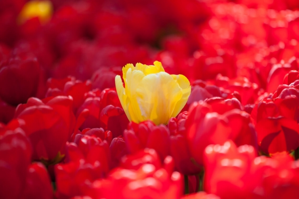 Zcash Outperforms Bitcoin, Ethereum as it Prepares For Blossom
