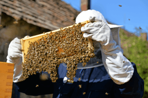 Hive Sees Massive Pump and Smaller Dump On Listing News