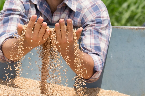 Int’l Consortium Uses Blockchain to Conduct USD12m Wheat Trade Deal