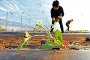Chinese Province Says It Will Nurture 20 Blockchain Companies by 2022