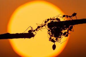 Ants Accelerate &ndash; Alibaba&rsquo;s Blockchain Arm Goes into Overdrive