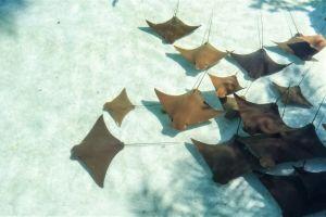 The Bahamas Wants to Use its CBDC on International Stage