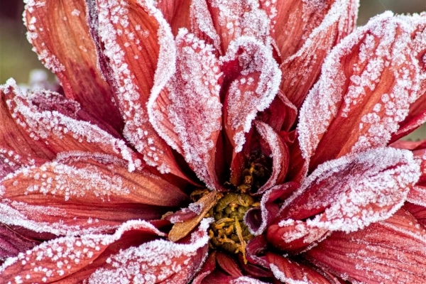 Frost Blights Altcoin Spring, but Fresh Capital May Spur Market
