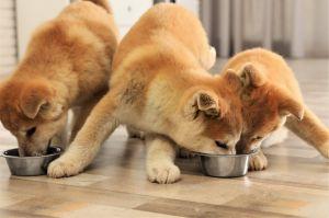 Who Let the DOGE Clones out? Dogecoin Knockoffs Dominate DEX Trading