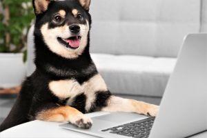 'DOGE Killer' Shiba Inu Clogs Ethereum While Musk Lifts Dogecoin Again