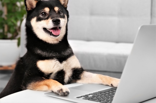 'DOGE Killer' Shiba Inu Clogs Ethereum While Musk Lifts Dogecoin Again