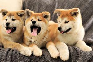 Dogecoin Wannabes Flood The Market With Pumps & Dumps