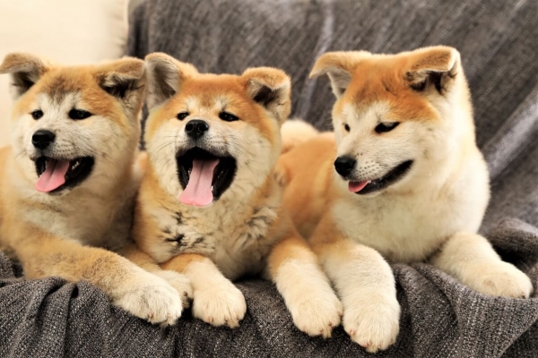 Dogecoin Wannabes Flood The Market With Pumps & Dumps